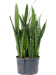 Elegant Snake Plant Sansevieria zeylanica Indoor House Plants