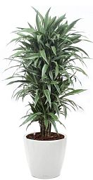 Dracaena Fragrans Warneckii in LECHUZA CLASSICO Color 43 Self-watering Planter, Total Height 170 cm
