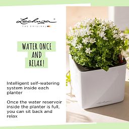 LECHUZA Green Wall Home Kit Glossy Indoor Self-watering Planter