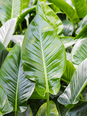Easy-Care Heart-Leaf Philodendron Green Congo Indoor House Plants