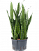 Elegant Snake Plant Sansevieria zeylanica Indoor House Plants