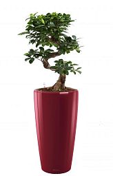 Ficus Microcarpa in LECHUZA RONDO Self-watering Planter, Total Height 120 cm