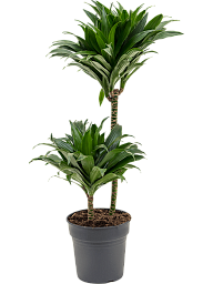 Easy-Care Corn Plant Dracaena fragrans 'Compacta' Indoor House Plants