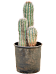 Easy-Care Mexican Giant Cactus Pachycereus pringlei Indoor House Plants