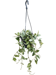 Shade-loving Wax Plant Hoya krohniana 'Eskimo' Indoor House Plants