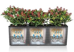 LECHUZA TRIO Cottage Trough Poly Resin Self-watering Planter
