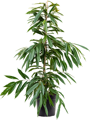 Lush Narrow-leaf Fig Ficus binnendijkii 'Amstel King' Tall Indoor House Plants Trees