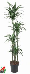 Easy-Care Corn Plant Dracaena fragrans 'Ulises' Tall Indoor House Plants Trees
