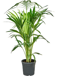 Lush Sentry Palm Kentia (Howea) forsteriana Indoor House Plants