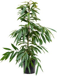 Lush Narrow-leaf Fig Ficus binnendijkii 'Amstel King' Tall Indoor House Plants Trees