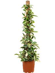 Shade-loving Wax Plant Hoya carnosa 'Krimson Queen' Indoor House Plants