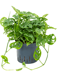 Shade-loving Swiss Cheese Plant Monstera obliqua (60-120) Indoor House Plants