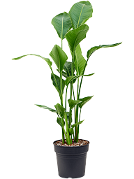 Tropical Bird of Paradise Strelitzia nicolai Indoor House Plants