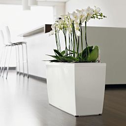 LECHUZA CARARO Trough Poly Resin Self-watering Planter