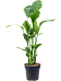 Tropical Bird of Paradise Strelitzia nicolai Indoor House Plants