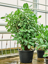 Lush Banyan Fig Ficus benghalensis (400-450) Tall Indoor House Plants Trees