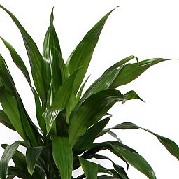 Impressive Corn Plant Dracaena fragrans 'Janet Craig' Tall Indoor House Plants Trees