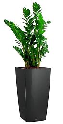 Zamioculcas Zamiifolia in LECHUZA CUBICO Self-watering Planter, Total Height 150 cm