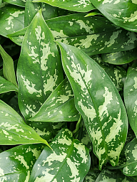 Lush Chinese Evergreen Aglaonema 'Maria' Indoor House Plants