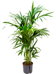 Lush Sentry Palm Kentia (Howea) forsteriana Indoor House Plants