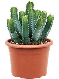 Cute African Milk Tree Euphorbia resinifera Indoor House Plants