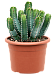 Cute African Milk Tree Euphorbia resinifera Indoor House Plants