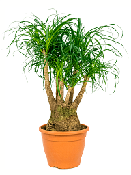Tropical Ponytail Palm Beaucarnea recurvata Tall Indoor House Plants Trees
