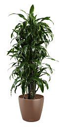Dracaena Fragrans Arturo in LECHUZA CLASSICO Color Self-watering Planter, Total Height 160 cm