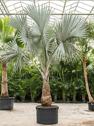 Lush Bismark Palm Bismarckia nobilis (300-400) Tall Indoor House Plants Trees