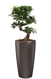 Ficus Microcarpa in LECHUZA RONDO Self-watering Planter, Total Height 120 cm