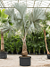 Lush Bismark Palm Bismarckia nobilis (500-600) Tall Indoor House Plants Trees