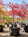 Acer pal. diss. 'Stella Rossa'