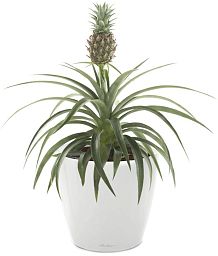 Champaca Pineapple in LECHUZA CLASSICO LS Self-watering Planter, Total Height 60 cm