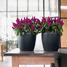 LECHUZA CLASSICO Color Round Poly Resin Self-watering Planter Set