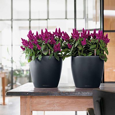 LECHUZA CLASSICO Color Round Poly Resin Self-watering Planter Set
