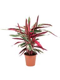 Colorful Triostar Stromanthe Sanguinea 'Triostar' Indoor House Plants