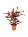 Colorful Triostar Stromanthe Sanguinea 'Triostar' Indoor House Plants