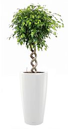 Ficus Benjamina Exotica with Double Spiral Stem in LECHUZA RONDO Self-watering Planter, Total Height