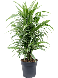 Insta-friendly Dracaena deremensis 'Warneckei' Tall Indoor House Plants Trees