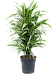Insta-friendly Dracaena deremensis 'Warneckei' Tall Indoor House Plants Trees