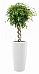 Ficus Benjamina Exotica with Double Spiral Stem in LECHUZA RONDO Self-watering Planter, Total Height