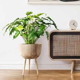 HORTICO GAIA Wooden House Planter with Legs, Tall Indoor Plant Pot Stand with Waterproof Liner