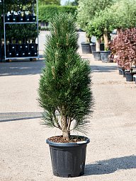 Showy Black Pine Pinus nigra 'Green Tower' Outdoor Plants