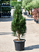 Showy Black Pine Pinus nigra 'Green Tower' Outdoor Plants