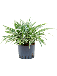 Graceful Dragon Tree Dracaena deremensis 'White Stripe' Indoor House Plants