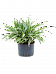 Graceful Dragon Tree Dracaena deremensis 'White Stripe' Indoor House Plants