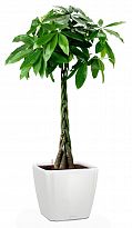 Potted House Plant Braided Pachira Aquatica in LECHUZA QUADRO LS White...