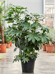 Lush Japanese Aralia Fatsia japonica Indoor House Plants