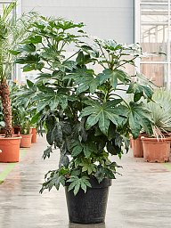 Lush Japanese Aralia Fatsia japonica Indoor House Plants