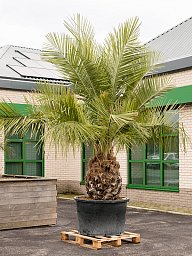 Jubaea chilensis
